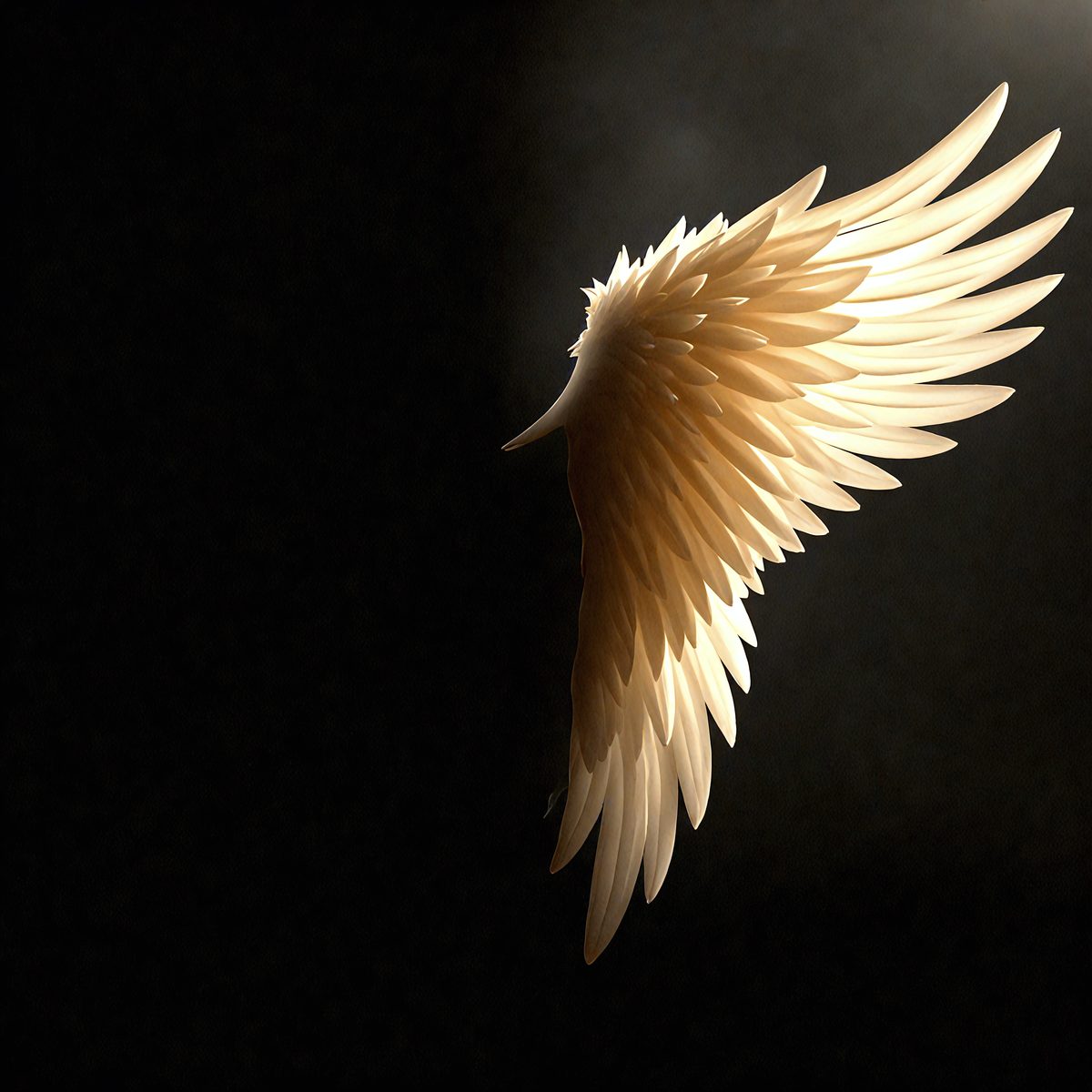 9274 - the-angel-and-the-shadow-a-luminous-angel-wing-contra_250708093424_00001.png